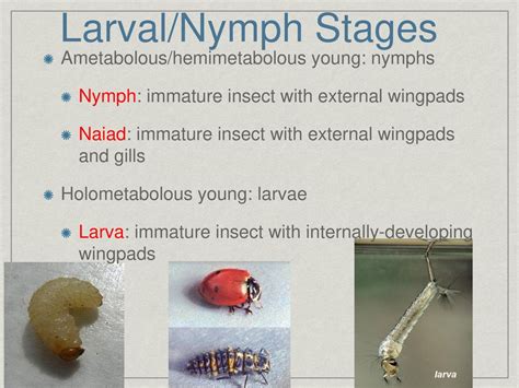 what is a nymfo|what is a nymph stage.